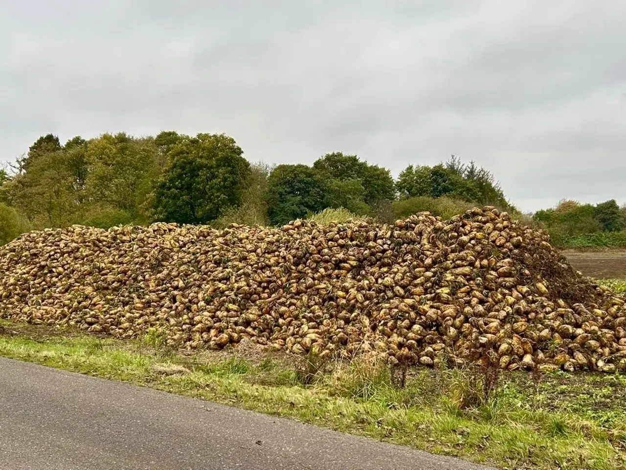 Billede 2 - Roer, foderroer. Ca 50 tons til salg