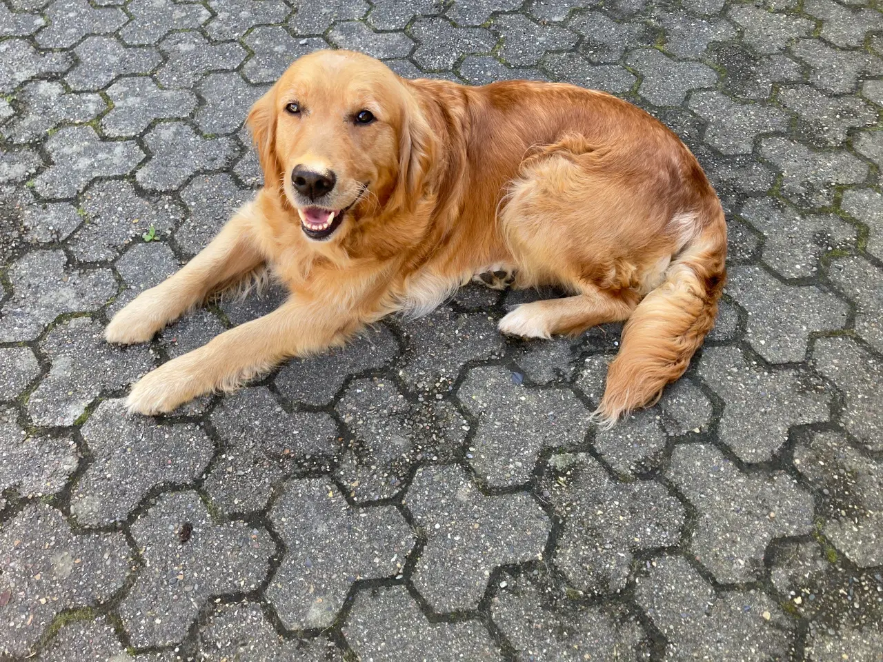 Billede 2 - Golden Retriever hvalpe
