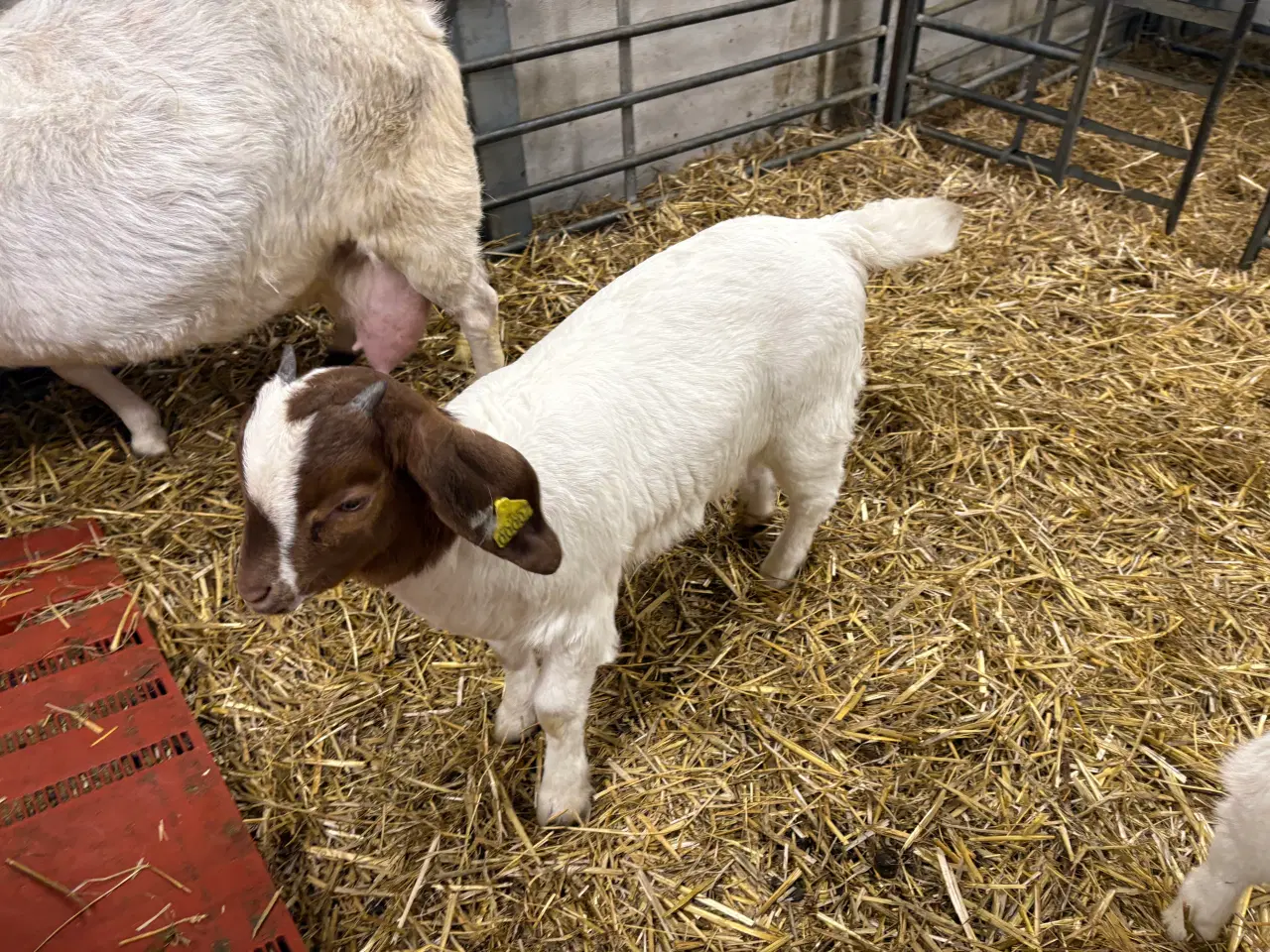 Billede 1 - Boer kid