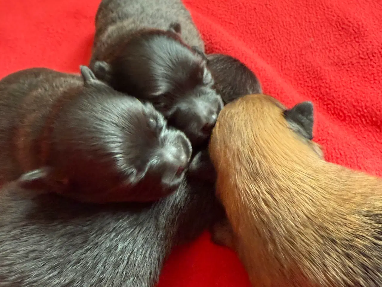 Billede 3 - Pomeranian han hvalpe