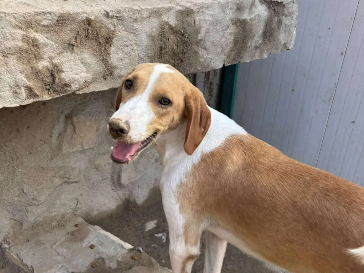 Billede 6 - Skønne Riga søger sit helt eget hjem