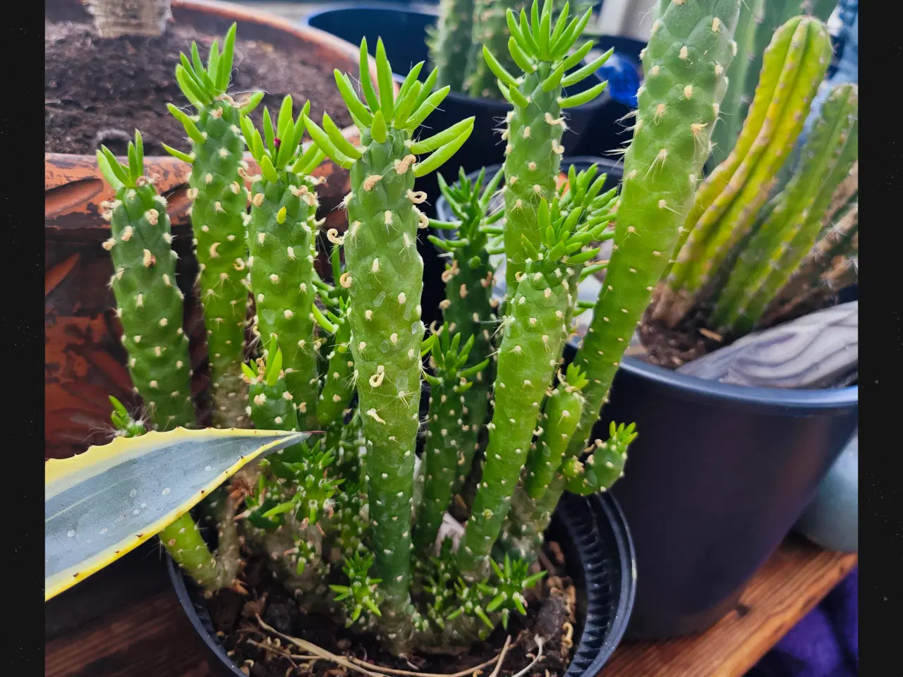 Billede 10 - Sukkulenter og Kaktusser (hjemmeprojekt)