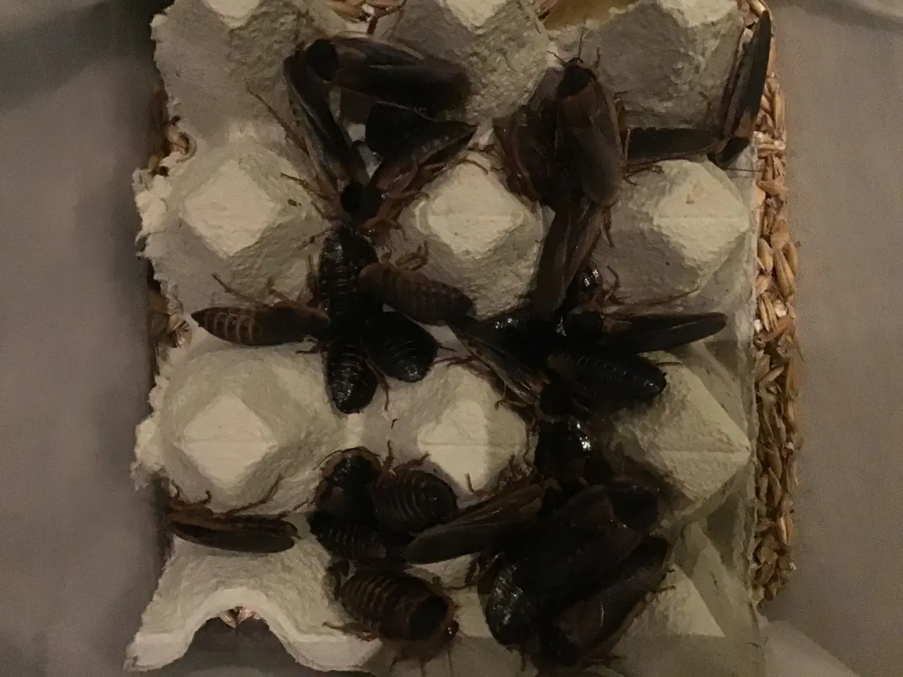 Billede 1 - Dubia kakerlak 