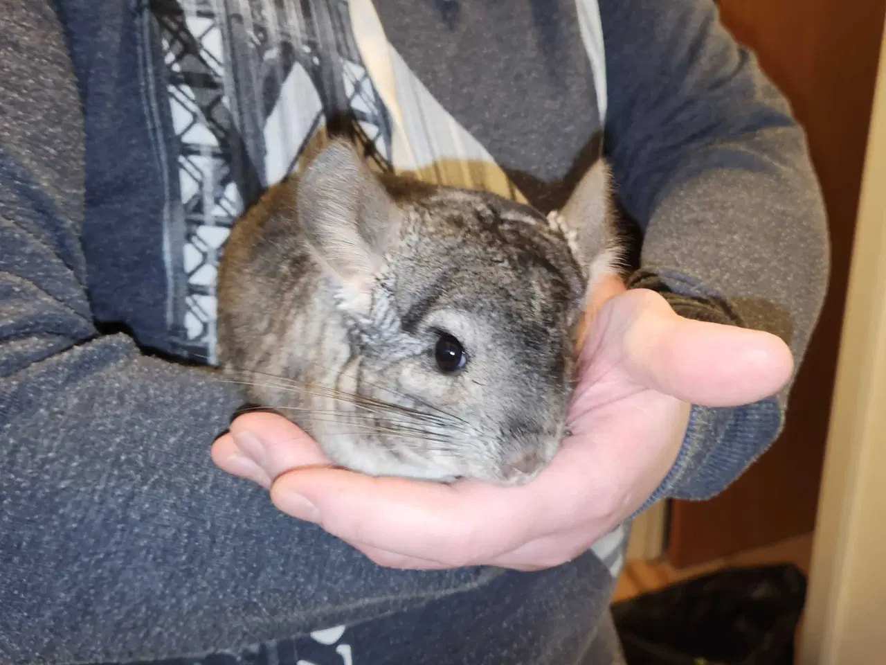 Billede 8 - Chinchilla-søskende