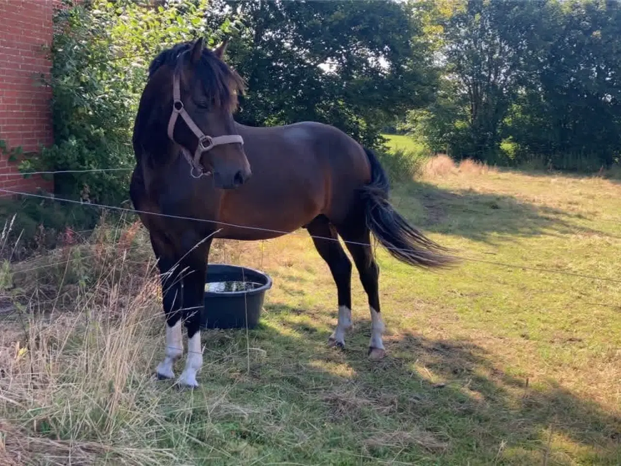 Billede 5 - 1’er ponyer 