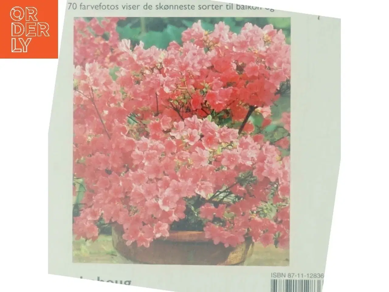 Billede 3 - Rhododendron og azalea : sådan trives og blomstrer de bedst : ekspertråd om voksesteder, plantning, pleje og formering : med sorter til have