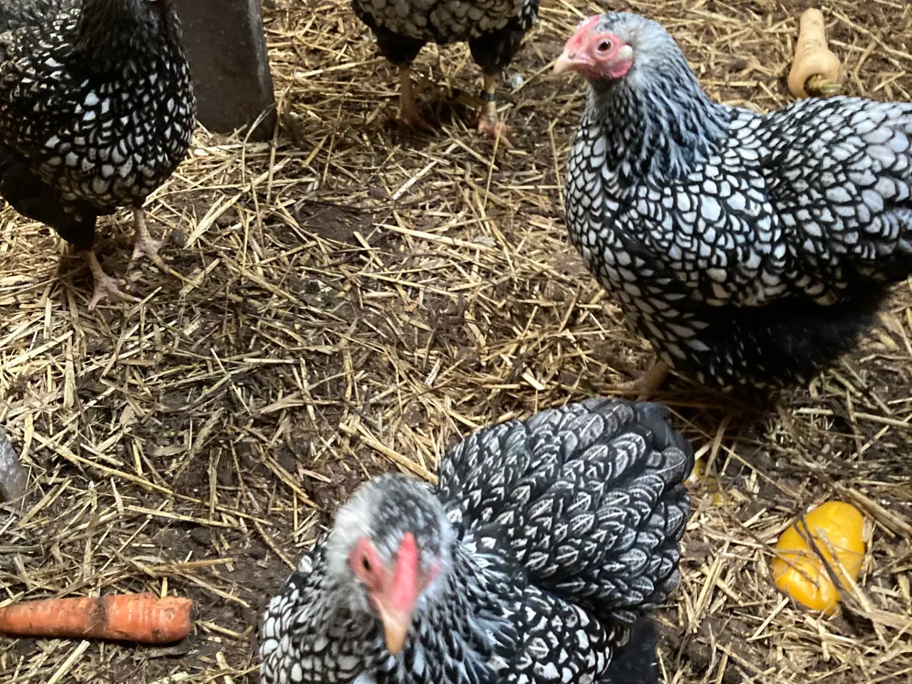 Billede 2 - Rugeæg af følgende dværghøns kan samles mod bestil