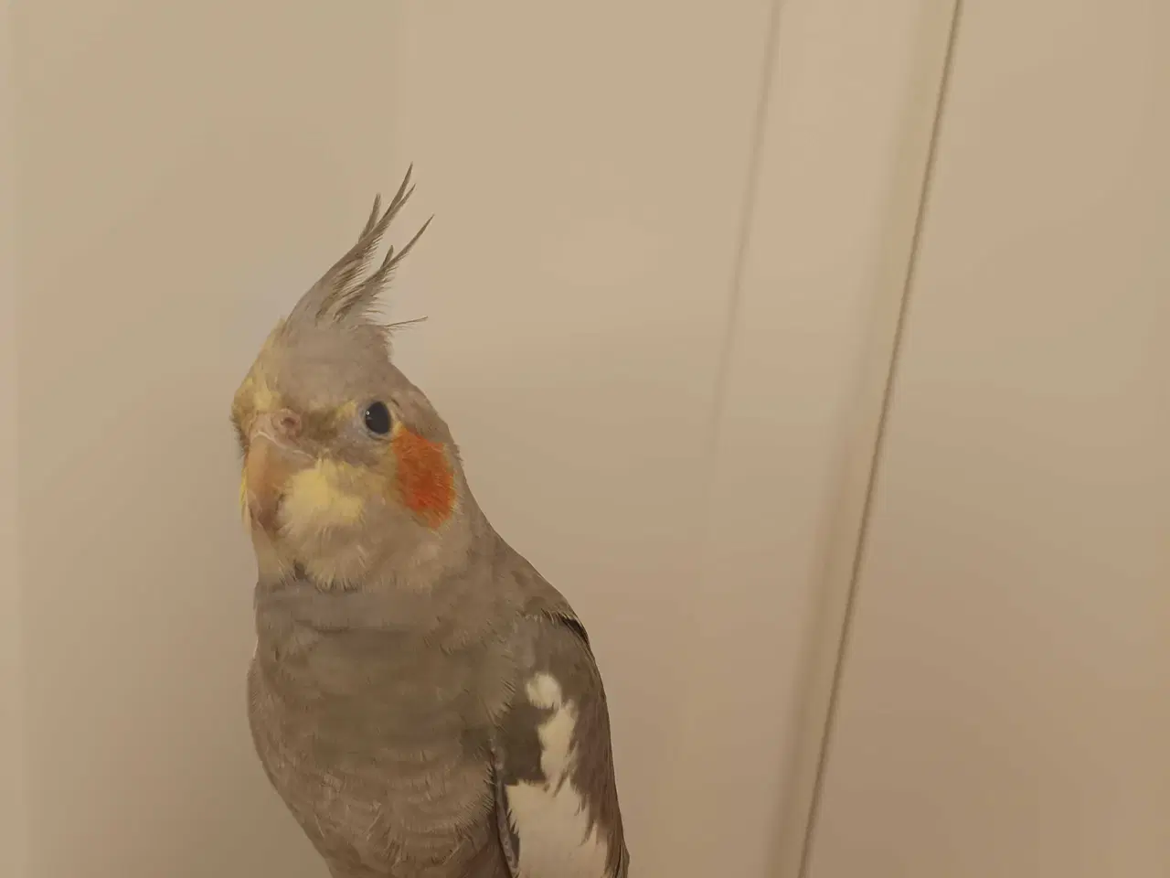 Billede 7 - Nymfeparakit o år