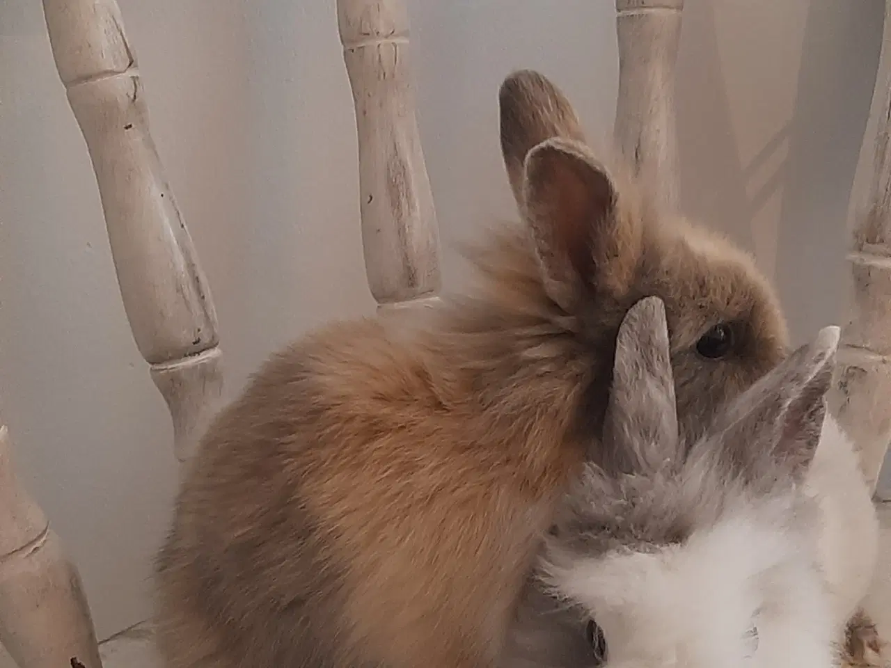 Billede 5 - 8 Unge kaniner🐰🐇 forskellige racer