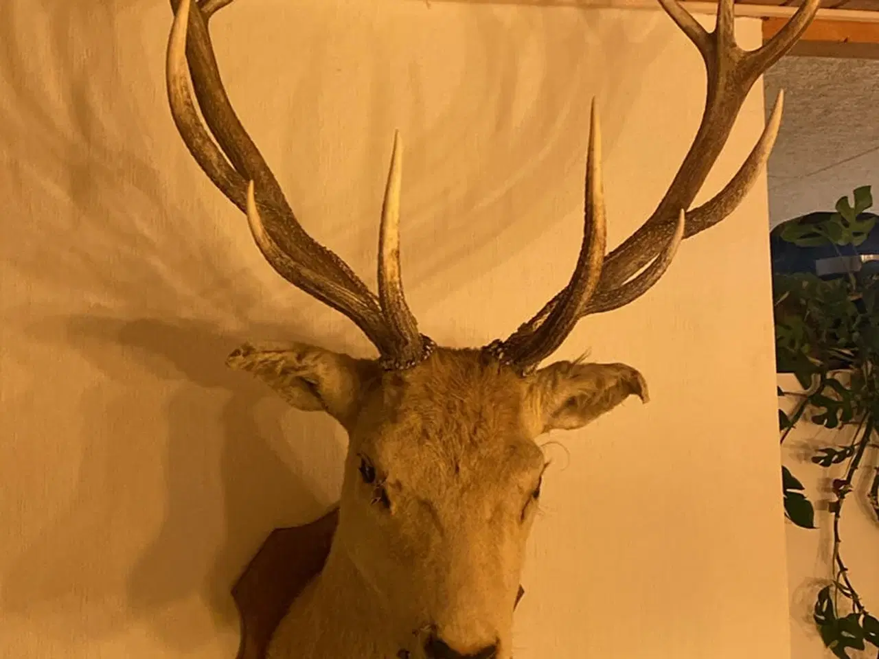 Billede 1 - Kronhjort på opsats