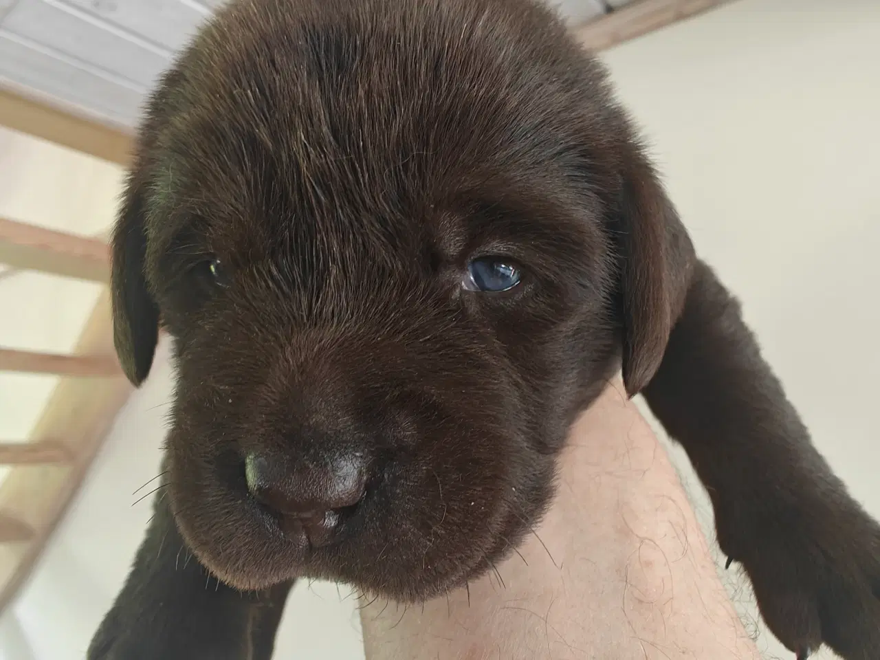 Billede 8 - Brun labrador hvalpe sælges 