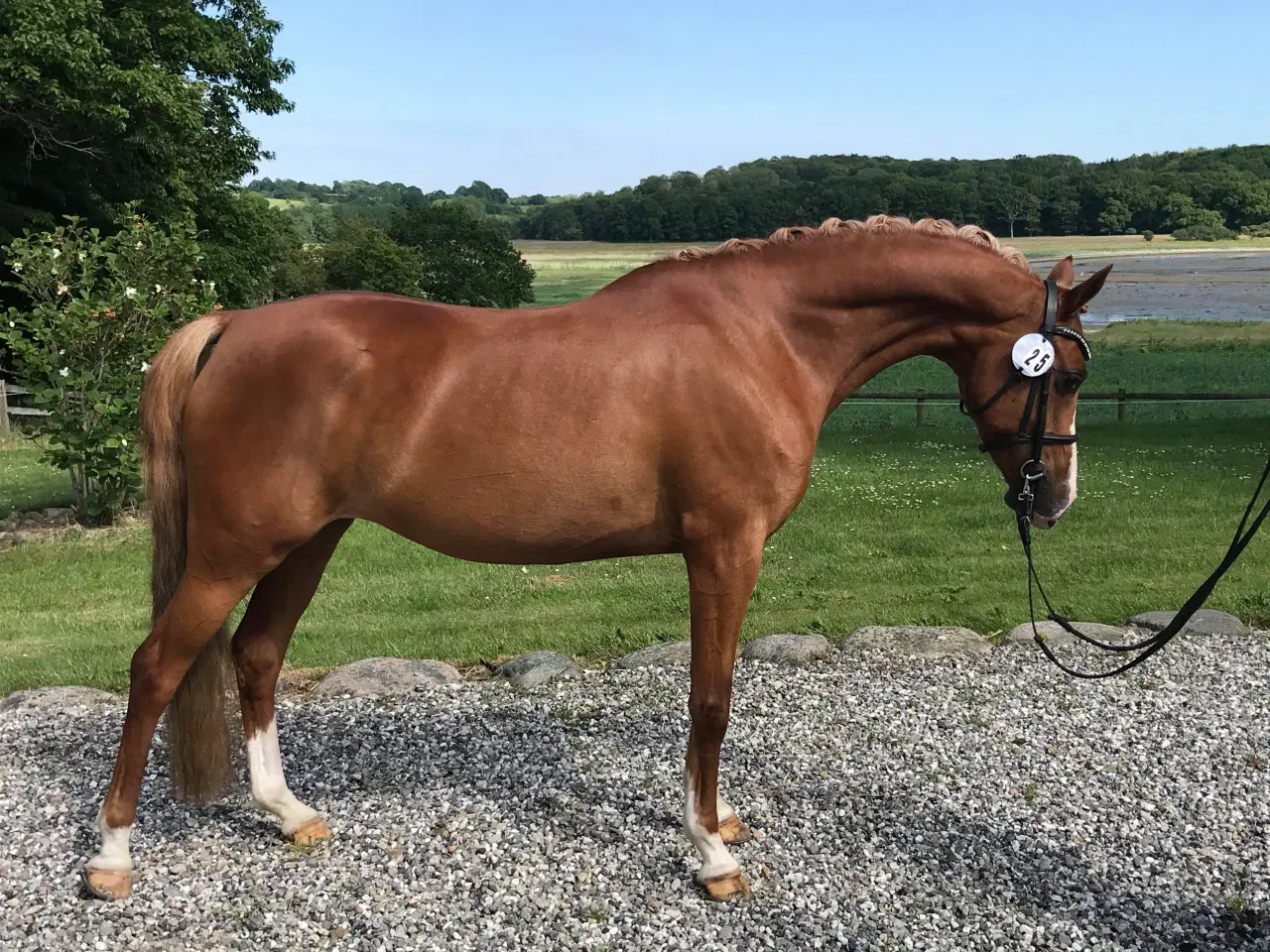 Billede 4 - 2-års kvalitetspony (hingst)