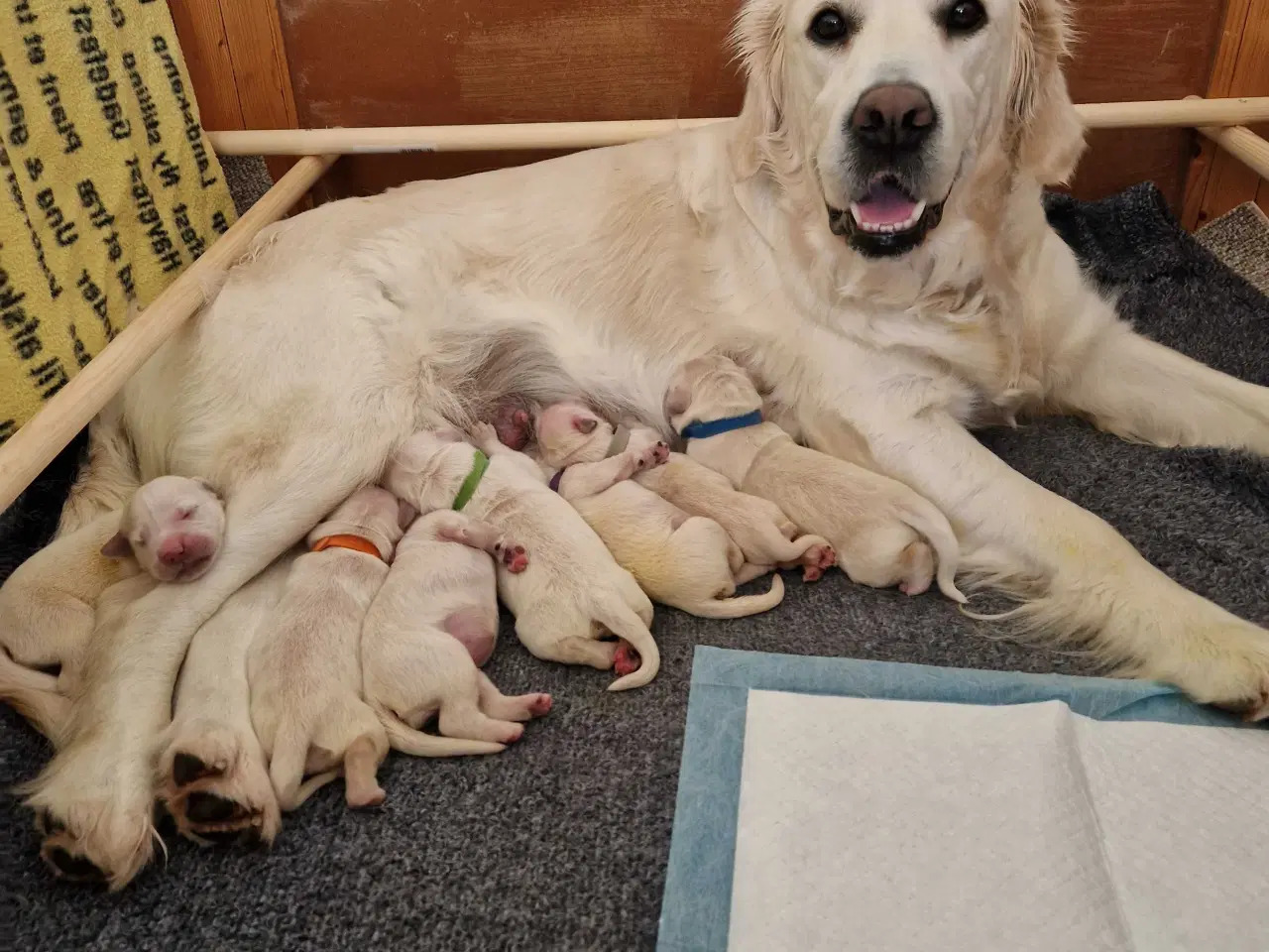 Billede 2 - Golden retriever hvalpe