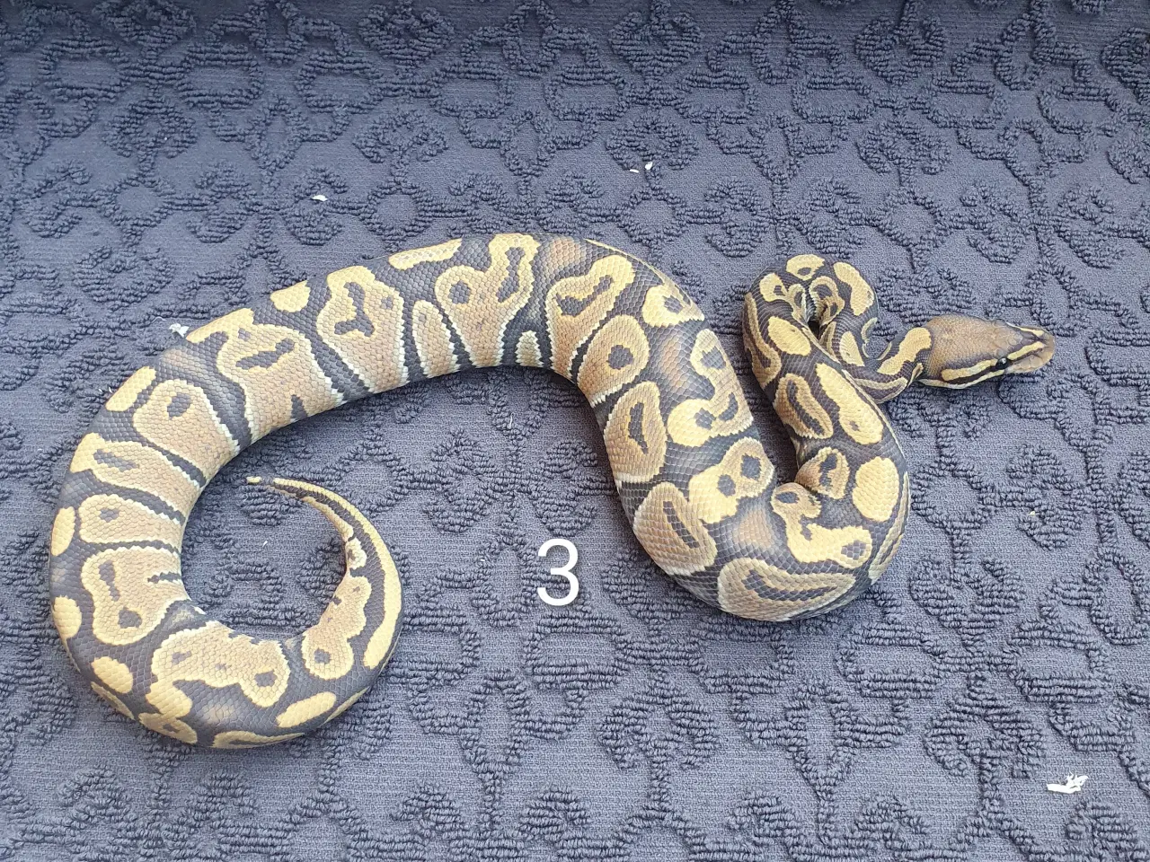 Billede 3 - Kongepython morfer..