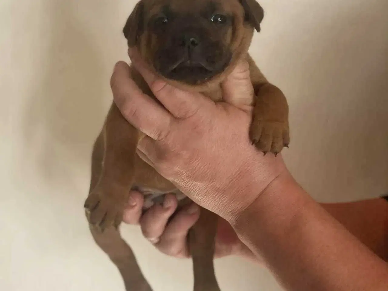 Billede 13 - Smukke Staffordshire Bull Terrier hvalpe DKK 