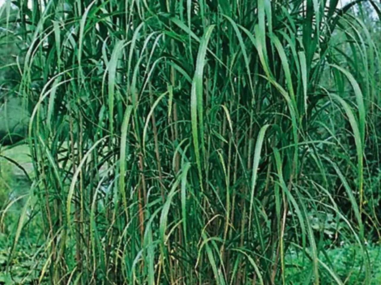 Billede 1 - Elefantgræs