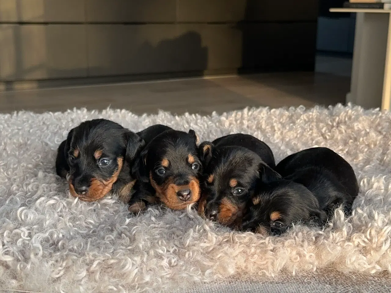 Billede 2 - Ruhåret dværg gravhunde