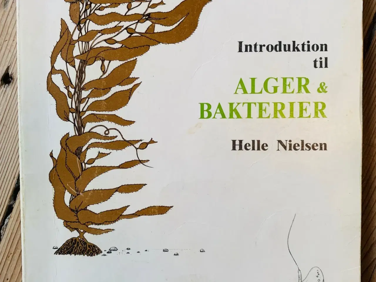 Billede 1 - Introduktion til alger og bakterier (1981)