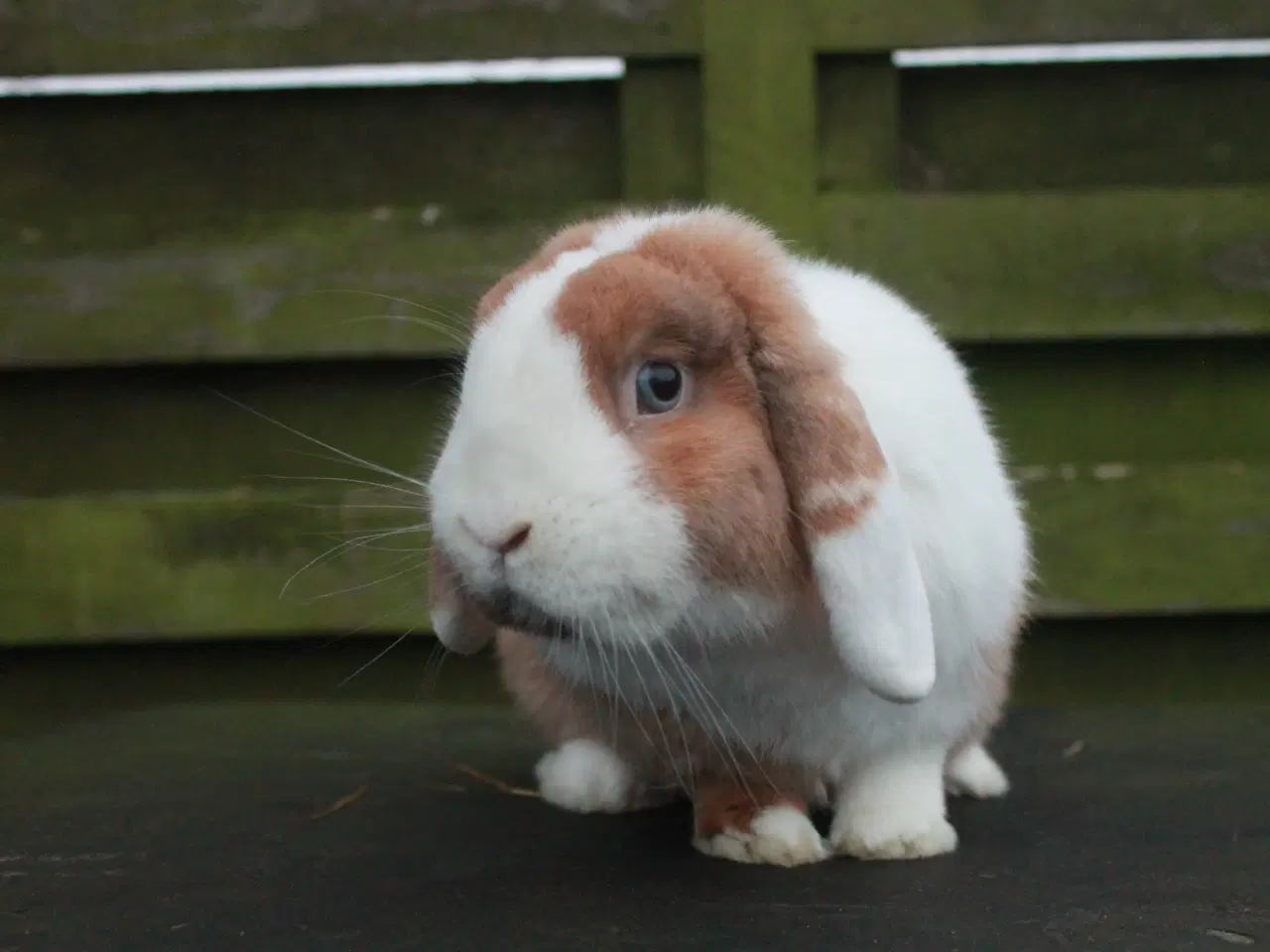 Billede 6 - Dværgvædder/Mini lop Hankanin