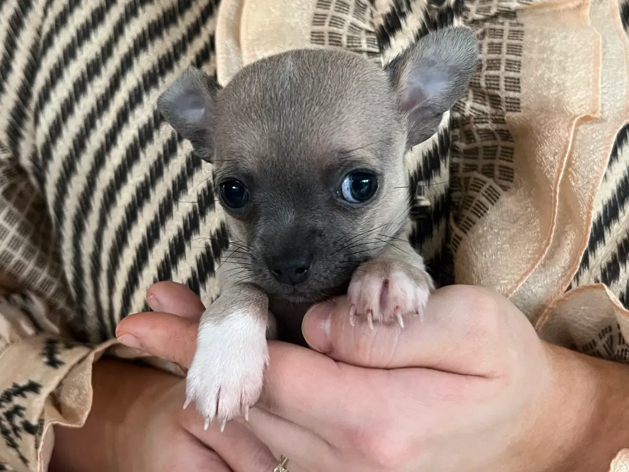 Billede 2 - Mini-chihuahua hvalp på 6 uger 