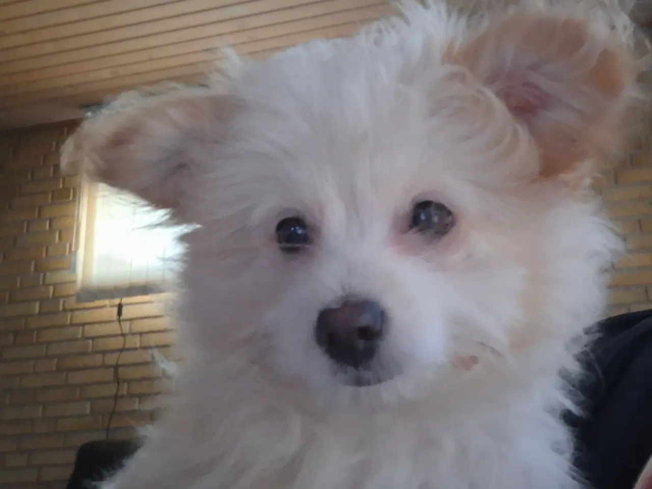 Billede 10 - Pompoo hvalpe 1 drenge klar nu