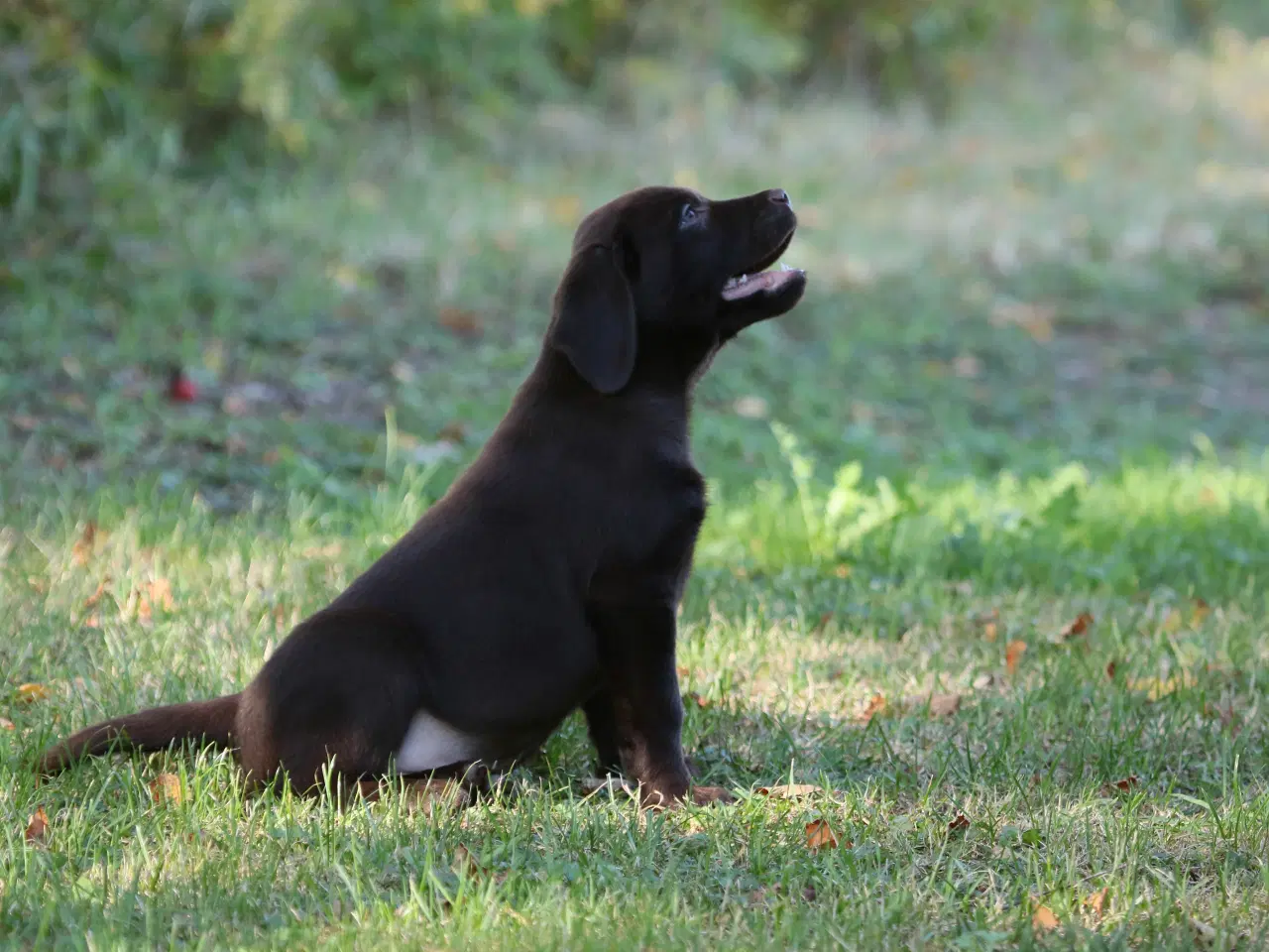 Billede 2 - Labrador