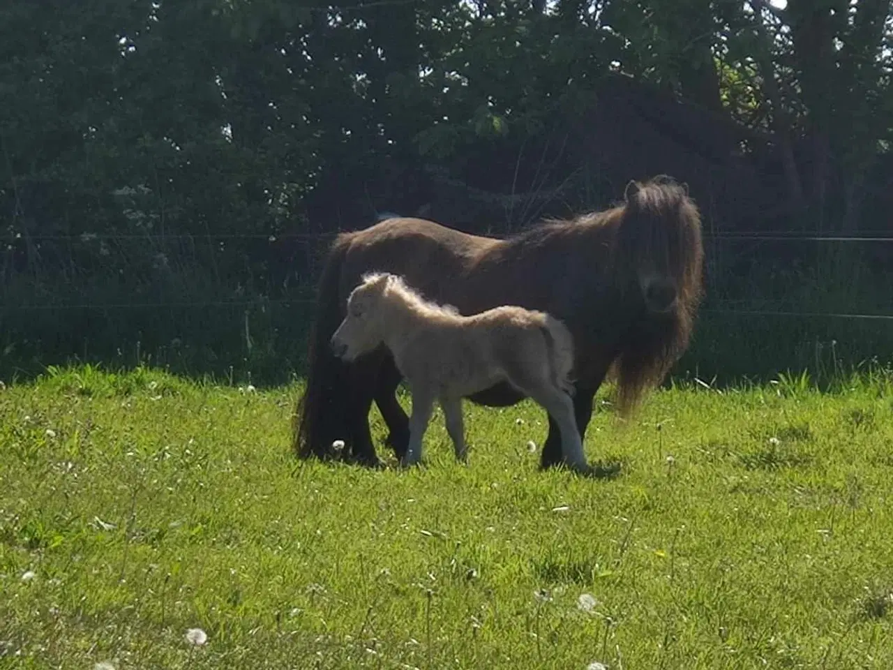 Billede 7 - Shetlænder avlshoppe med masser af hår.