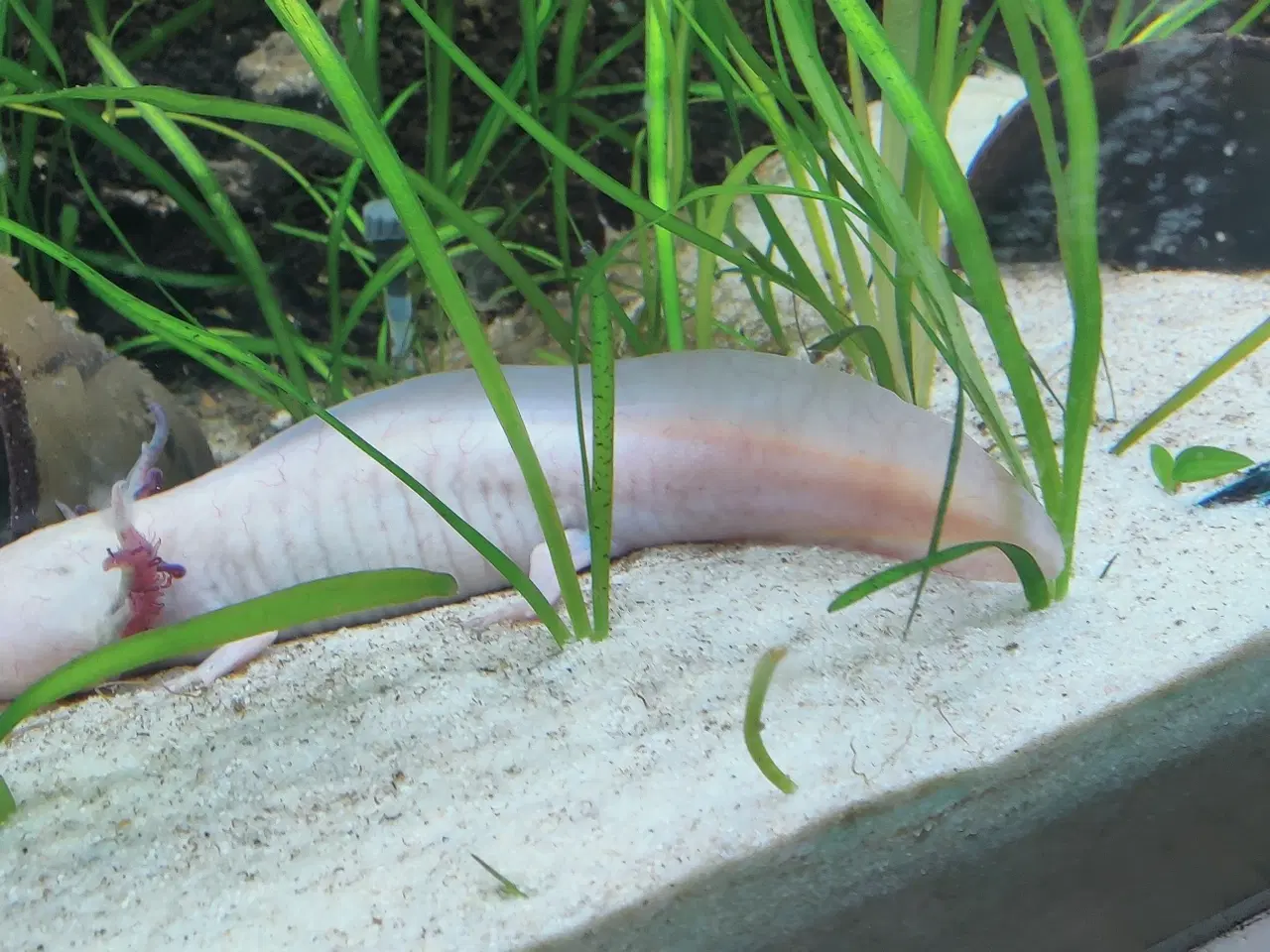 Billede 2 - Akvarie 240 liter inkl. møbel og 1 stk Axolotl
