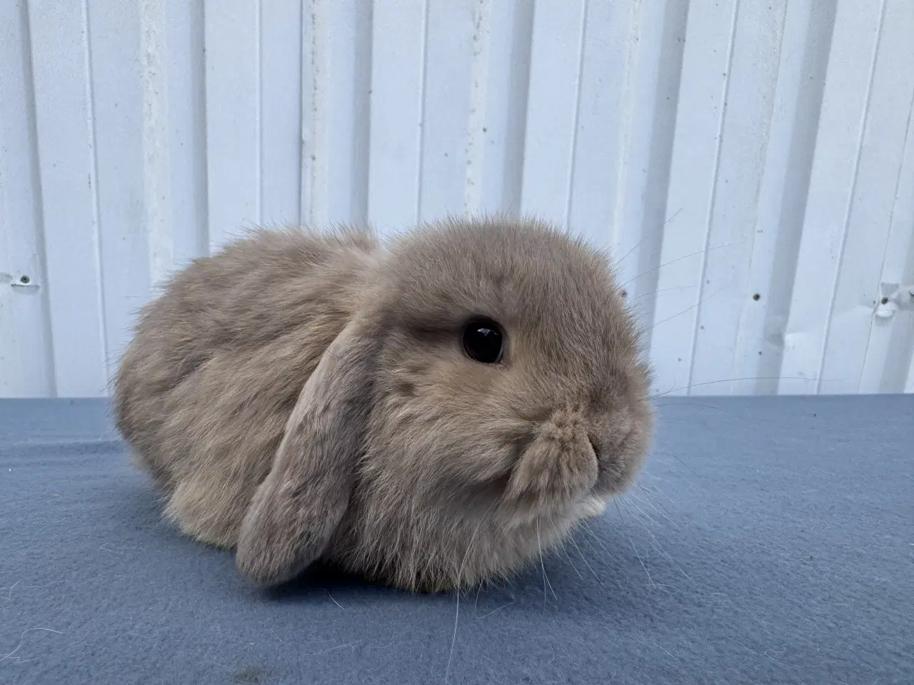 Billede 3 - Mini lop hankanin