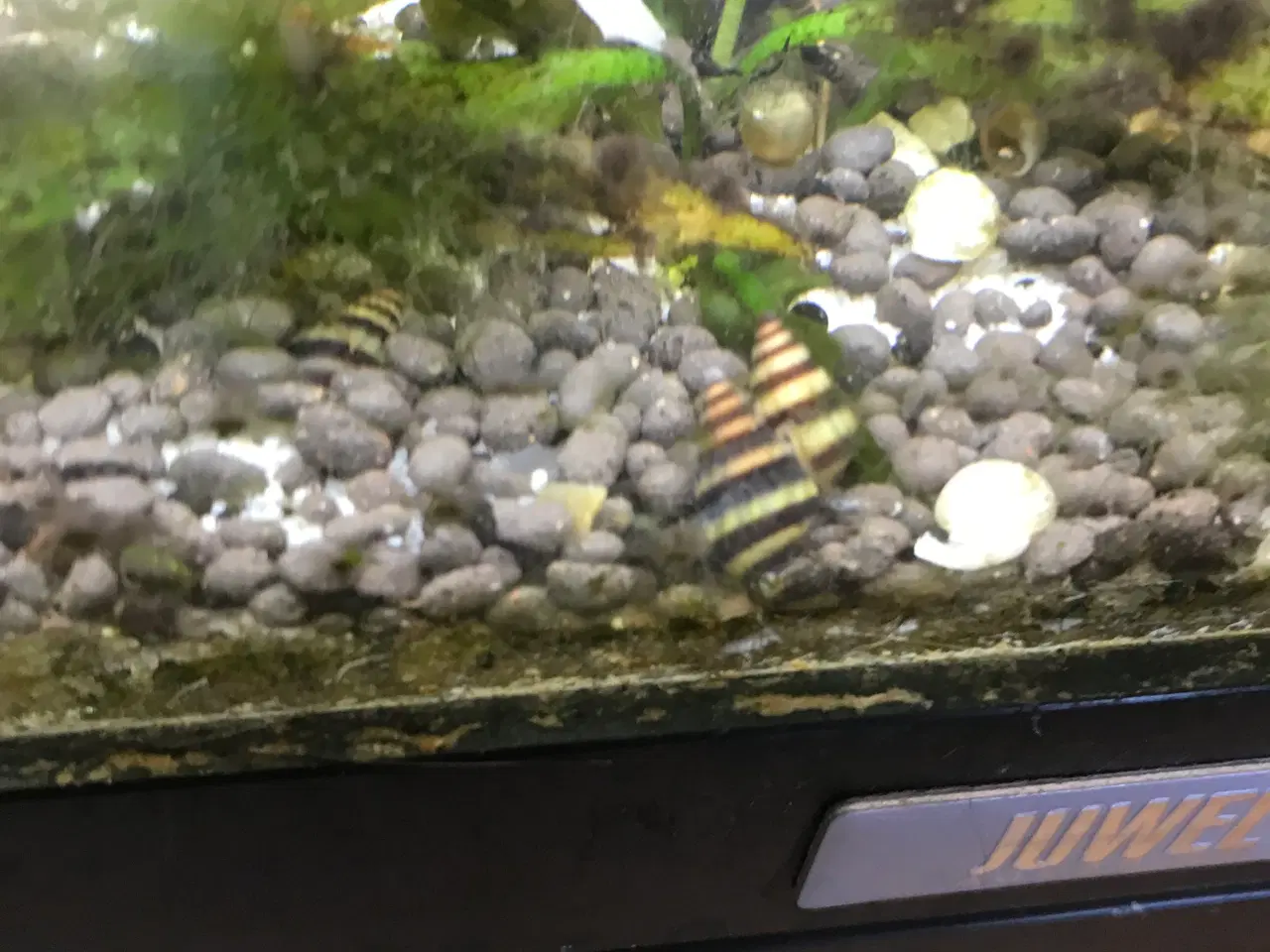 Billede 8 - 🐚 Helena-snegle Premium – 10 stk. | Sendes GLS