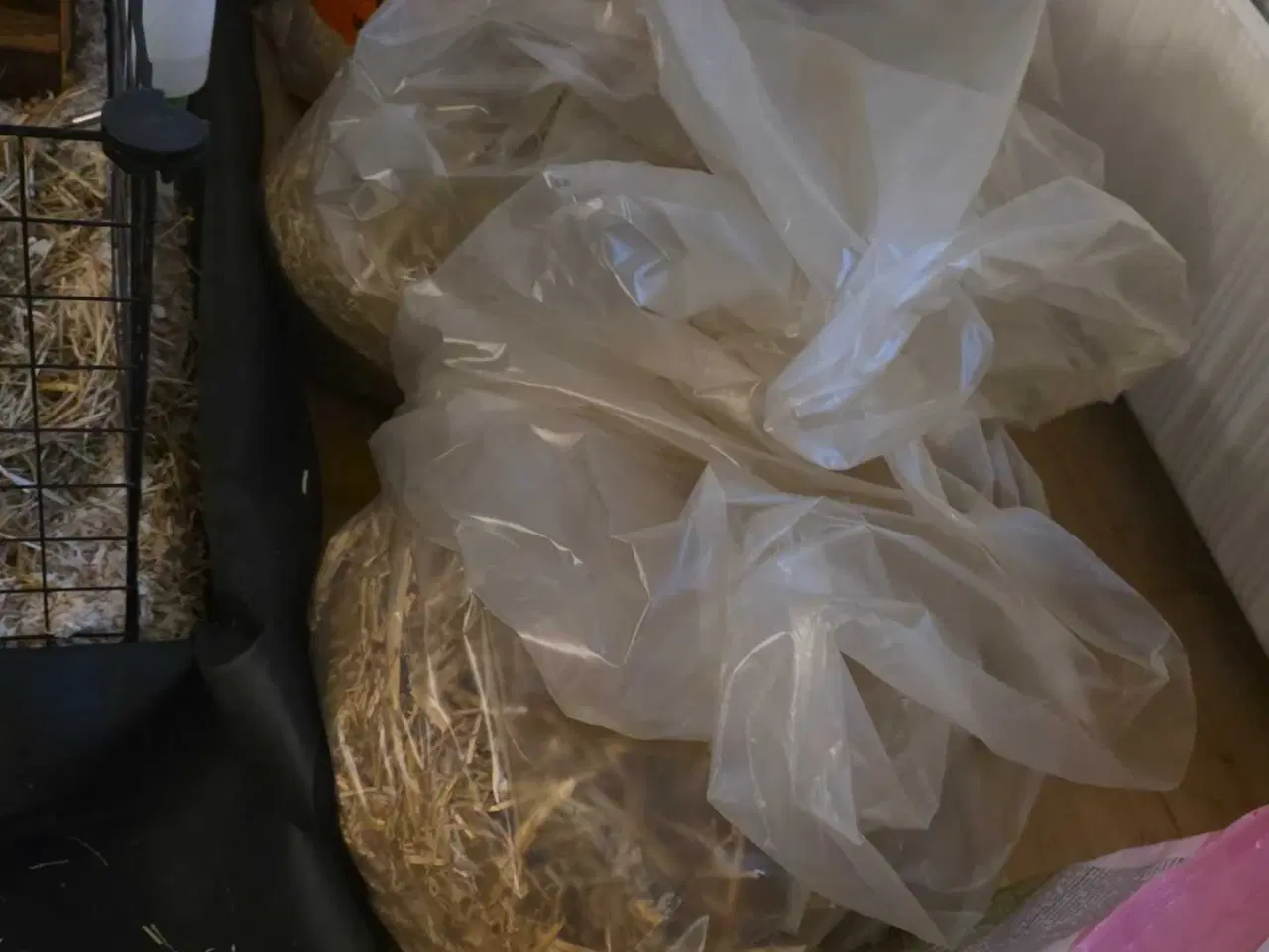 Billede 5 - 2 hun marsvin søger hjem