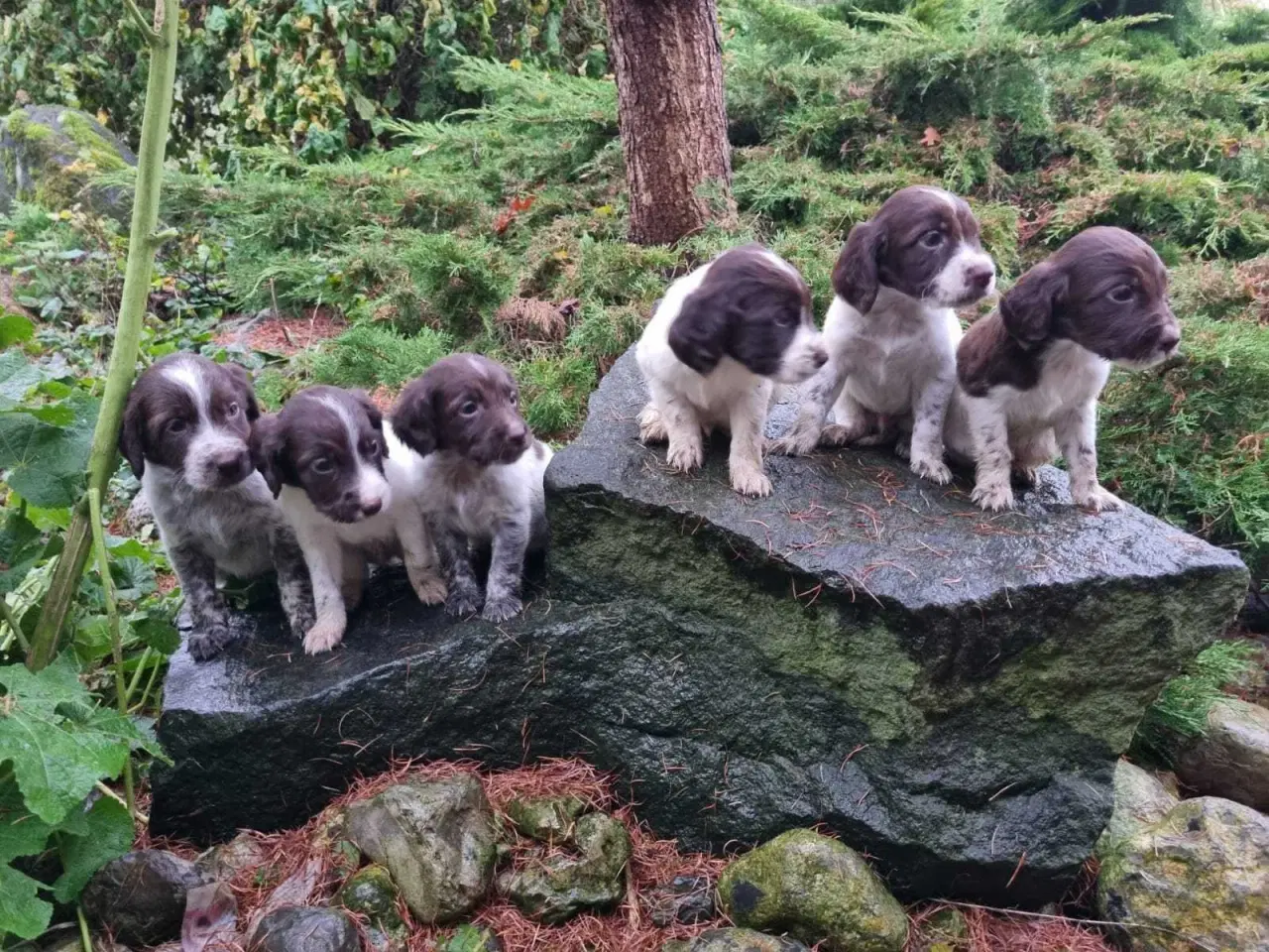 Billede 2 - Sprocker og tysk langhåret 