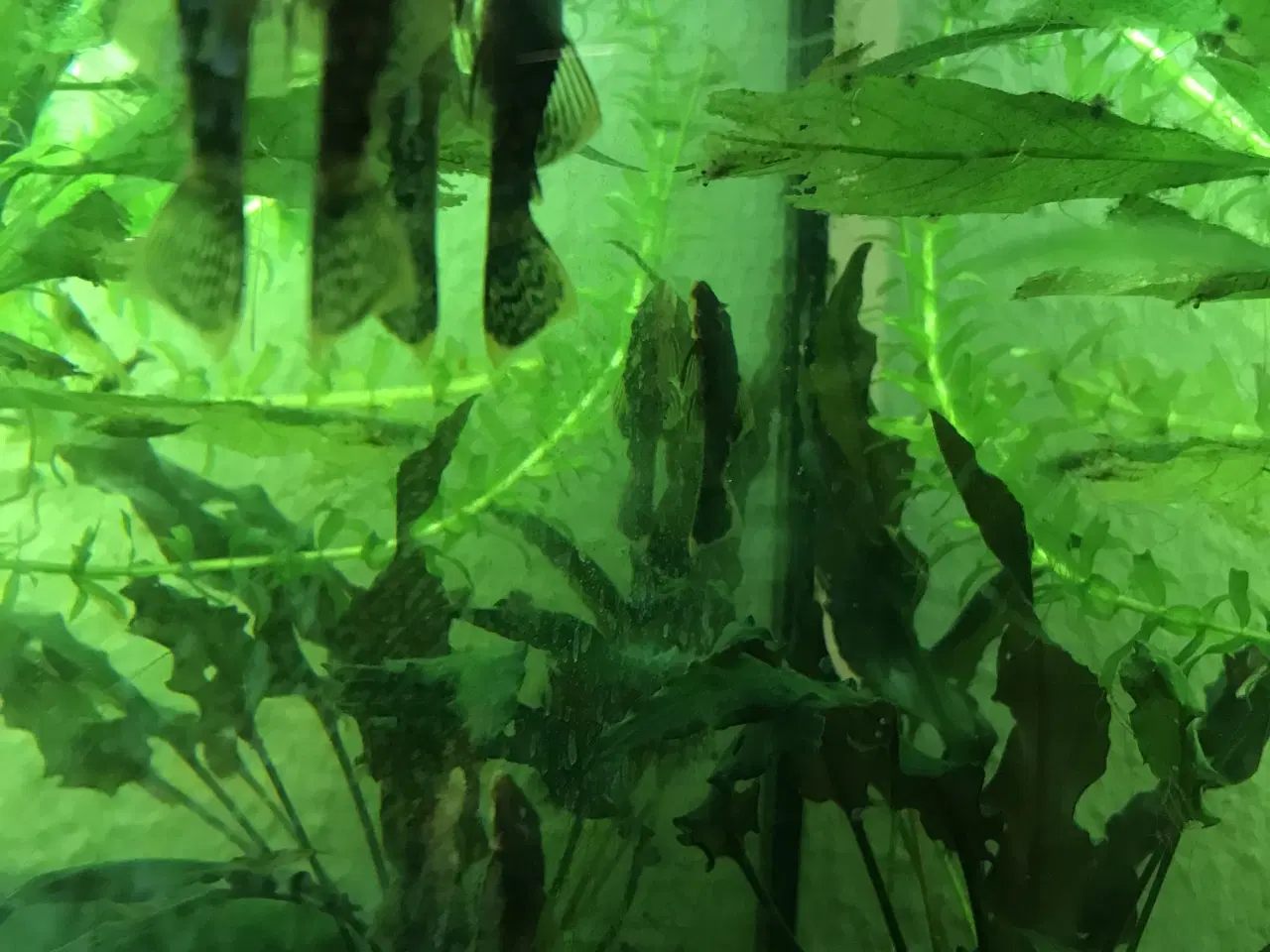 Billede 8 - 🐟 LDA16 Ancistrus maller – sunde og aktive 