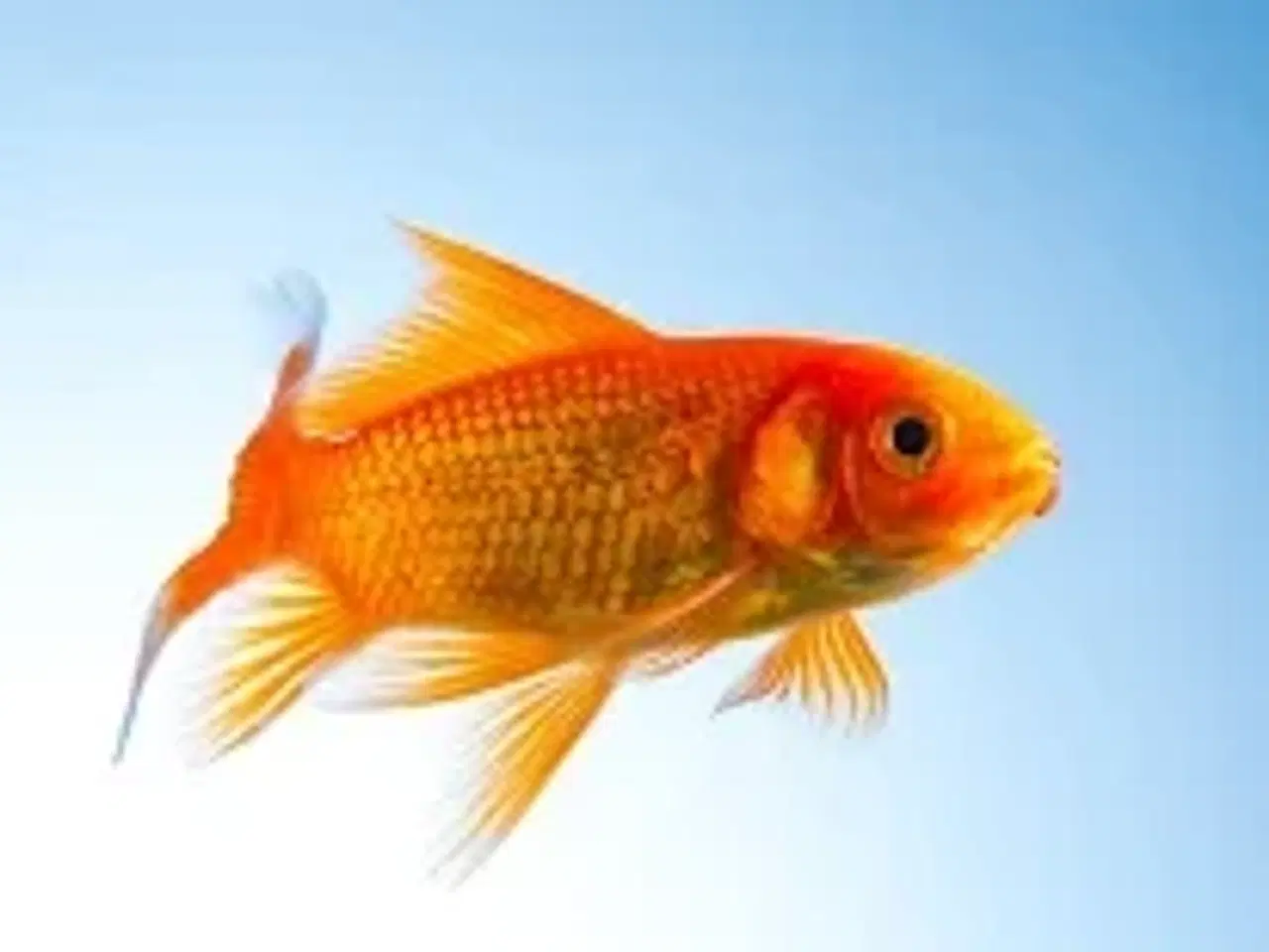 Billede 1 - Gratis til afhentning, 30-40 guldfisk store og små