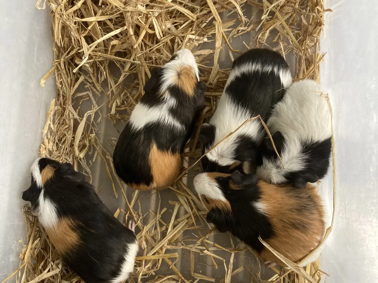 Billede 3 - Korthåret Marsvin 🐹 