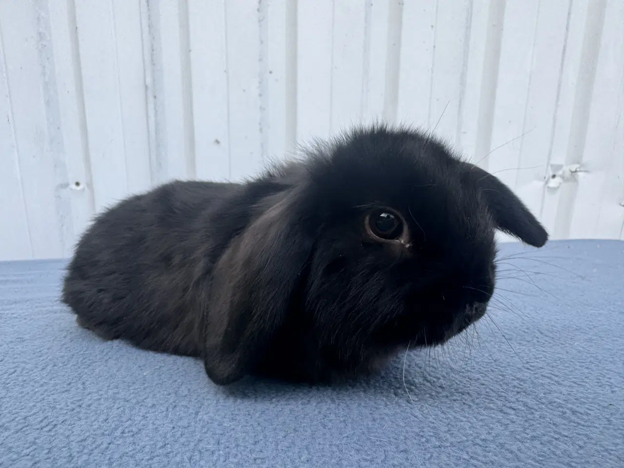 Billede 11 - Dværgvædder salgsklare hunner