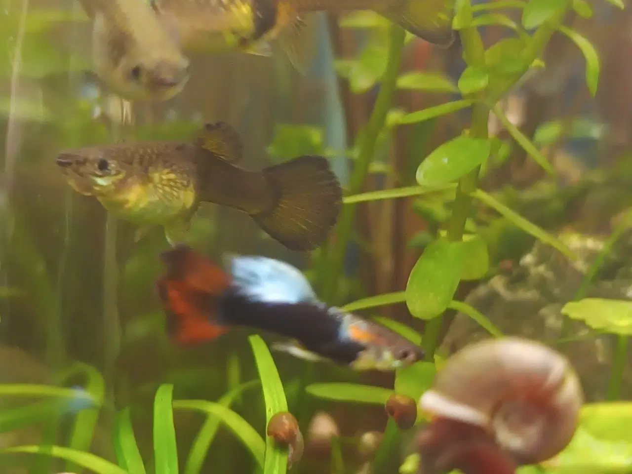 Billede 3 - Guppy
