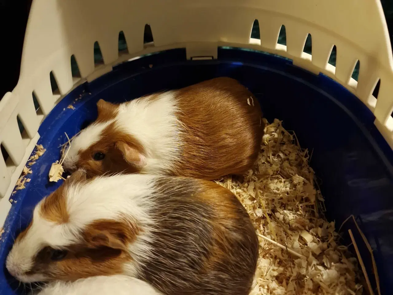 Billede 2 - Marsvin Unger