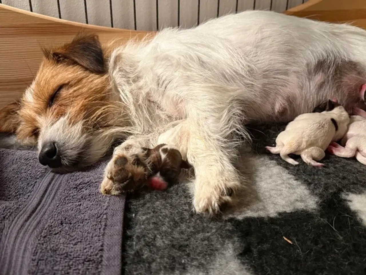 Billede 2 - Jack Russel Terrier Hvalpe Med Stamtavle