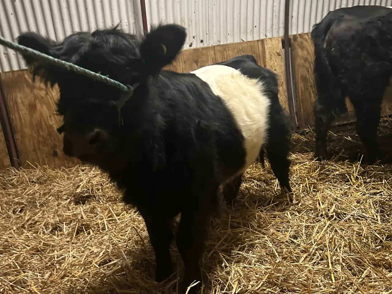 Billede 2 - Galloway tyrkalv 