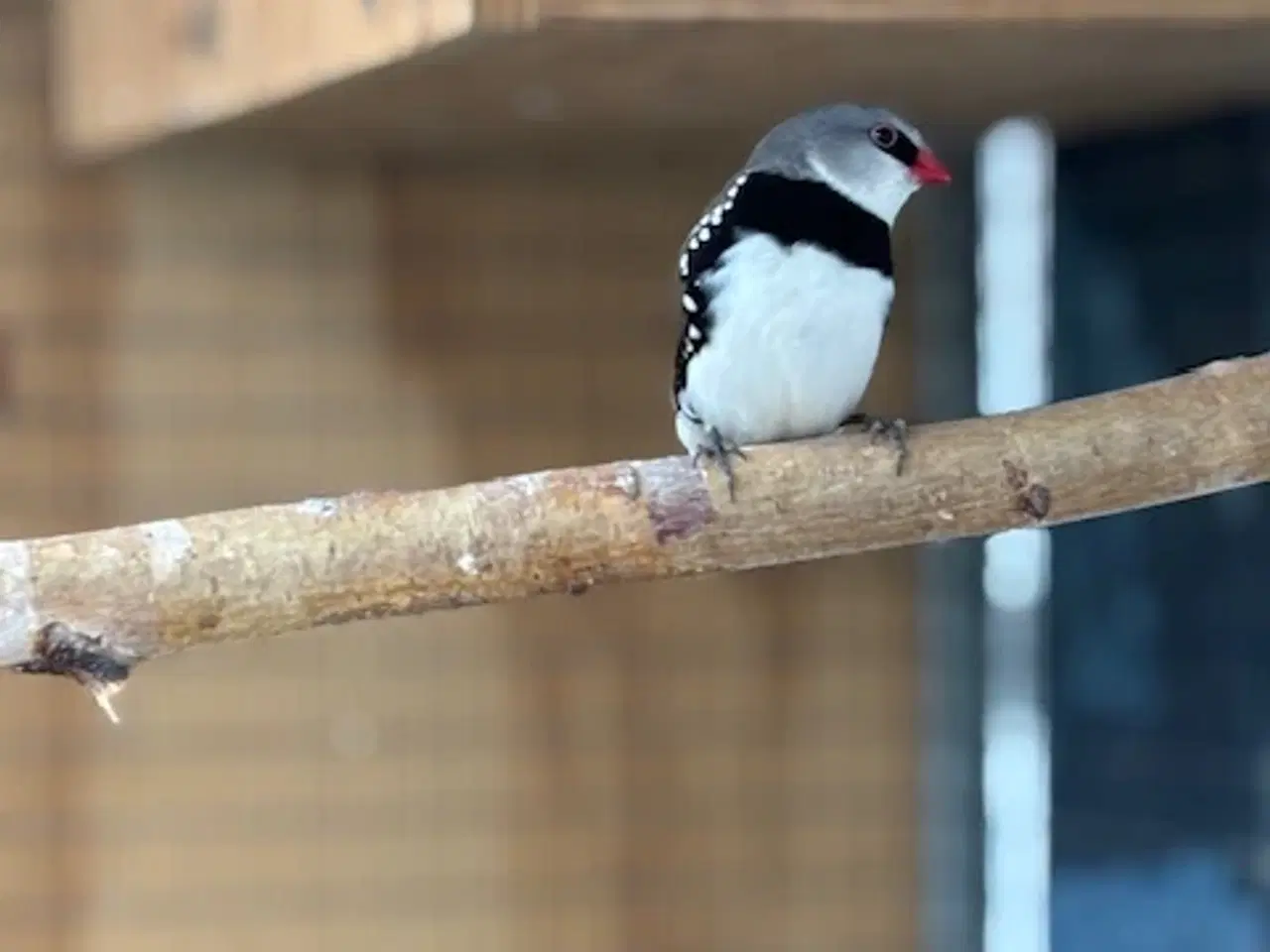 Billede 3 - diamantfinke