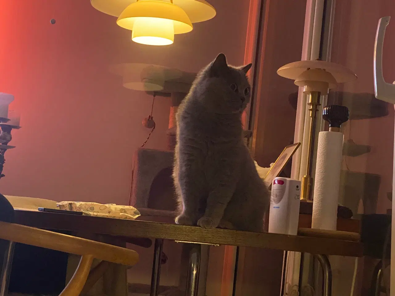 Billede 10 - Den sødeste Misse 🐱 