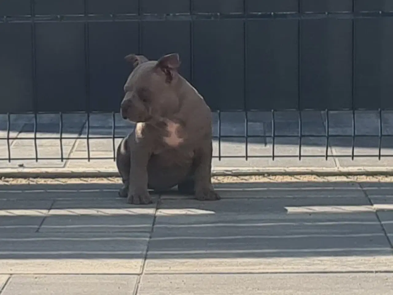 Billede 6 - American Bully Pocket -  lilla pige :-)