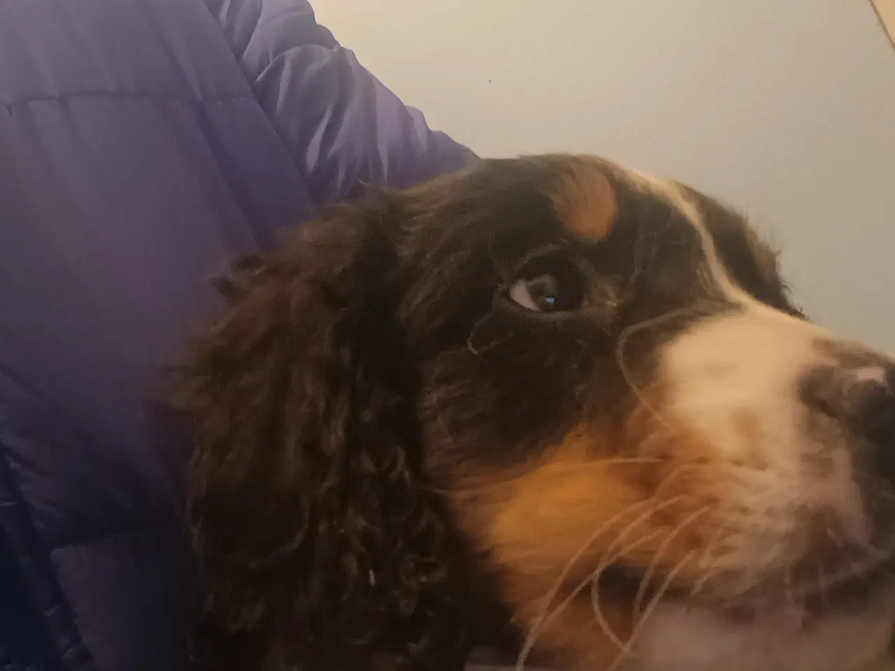 Billede 10 - Berner Sennen/Cocker Spaniel/Isl. Fårehund 
