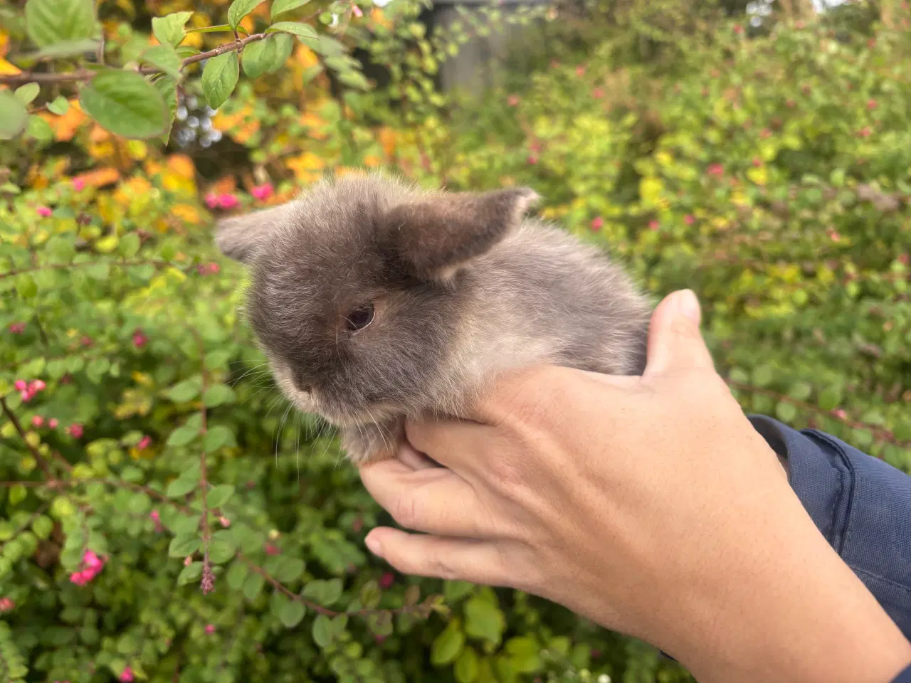 Billede 2 - Minilop kanin