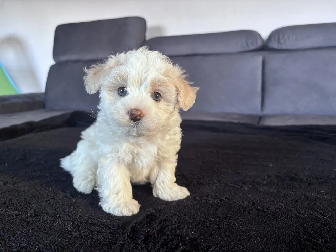 Billede 4 - Maltipoo Puddel Maltese