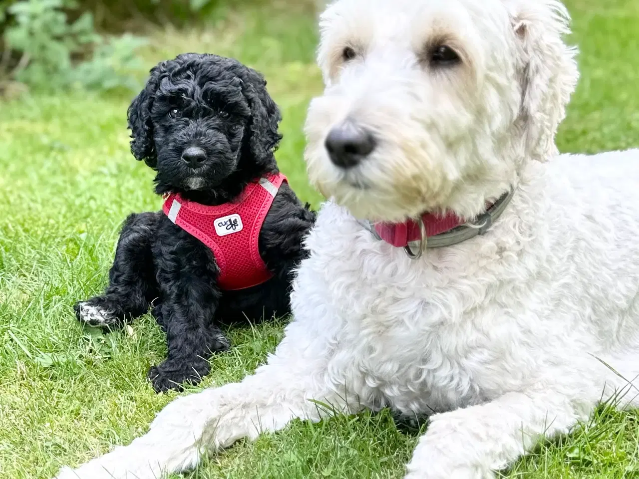 Billede 5 - Sort Mini Doodle (Goldendoodle)