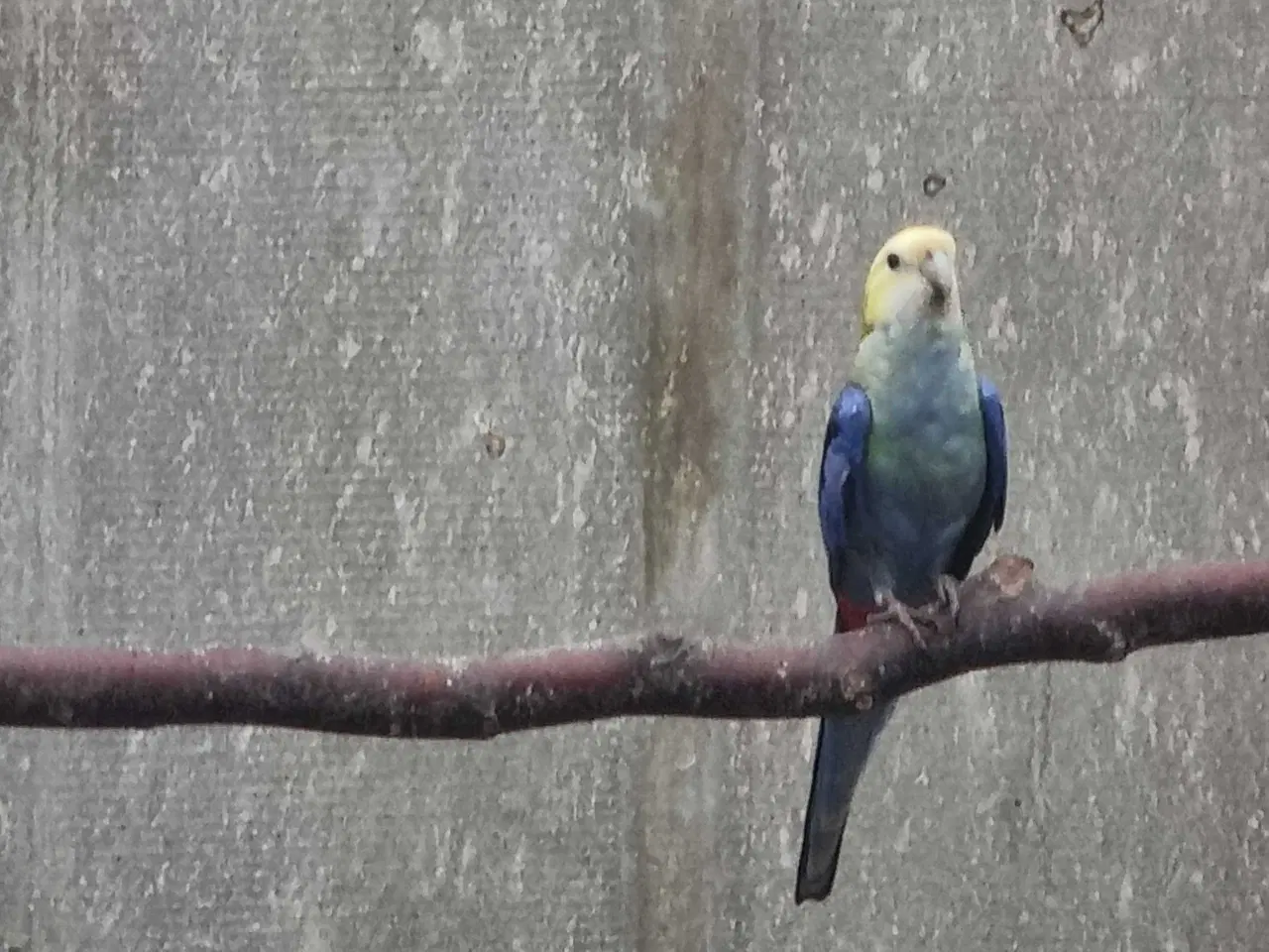 Billede 1 - Blå rosella 