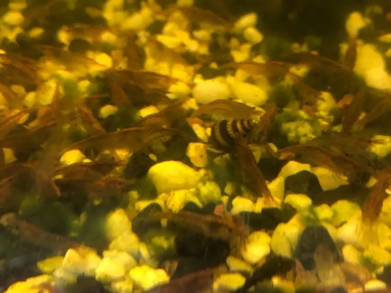 Billede 4 - Guppy mix unger og rejer neocaridina