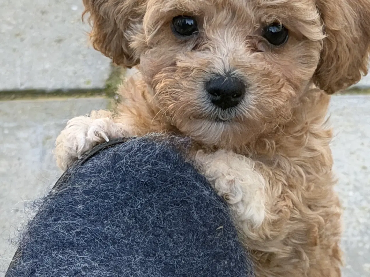 Billede 1 - 🐾 Skønne fældefri  hvalpe søger kærlige hjem 🐾
